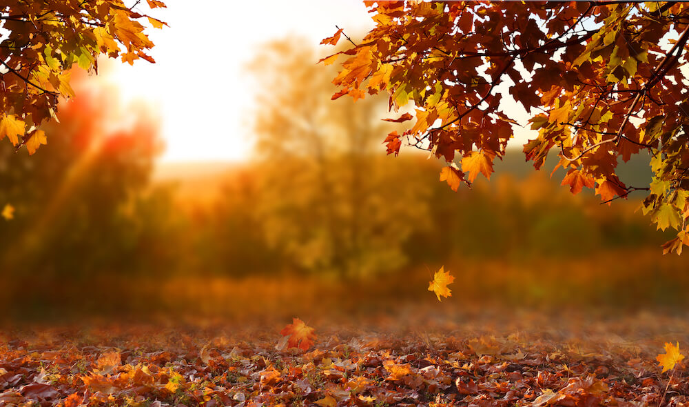 fall image of a sunset with orange, autumn leaves